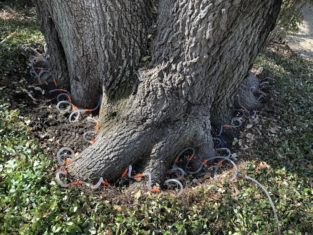 Detailed Tree Cabling and Bracing job site in Limekiln