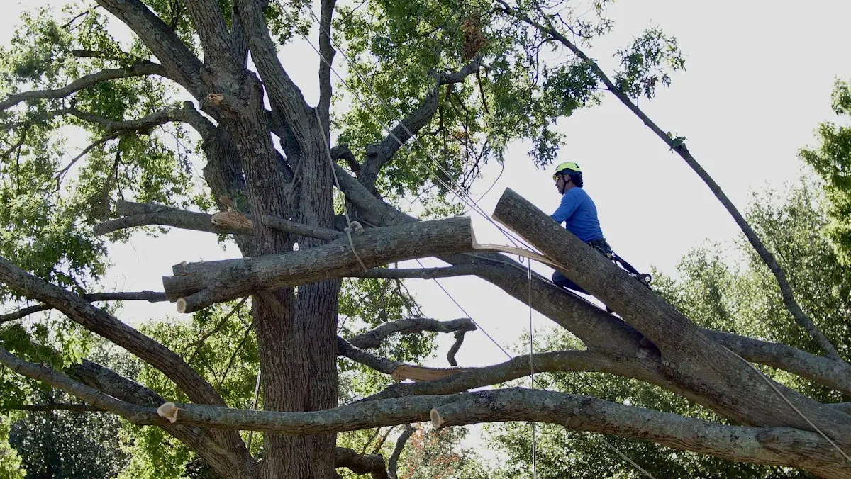 Professional Crown Thinning performed by certified arborists in Limekiln