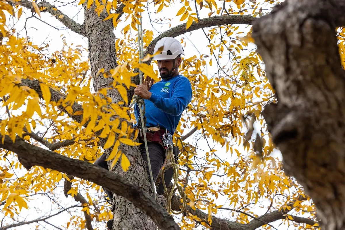Skilled Tree Planing crew working in Limekiln