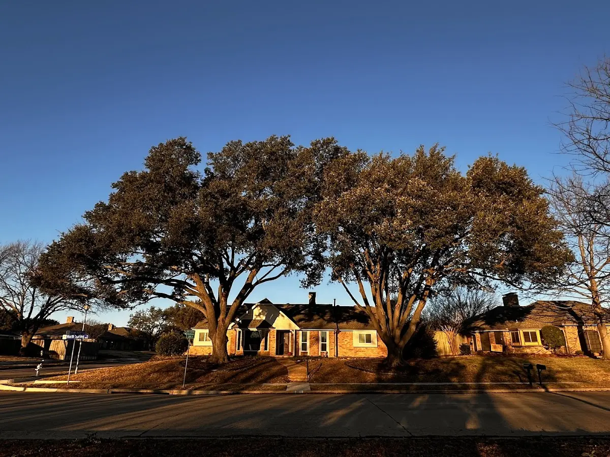 Established residential canopy tree shading a home in Limekiln