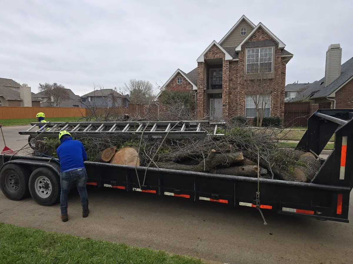Expert Tree Removal with proper safety equipment in Limekiln